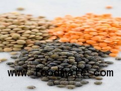 Lentils