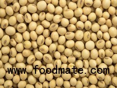 Soybean