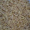 Oat Groats
