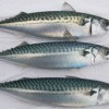 Mackerel Fish