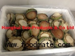 Live Abalones