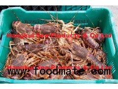 Live West Coast Rock Lobsters