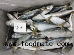 indian mackerel