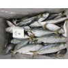 indian mackerel