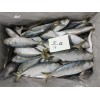 indian mackerel