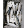 frozen mackerel