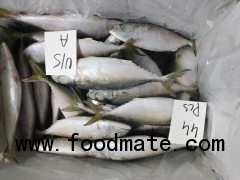 Indian Mackerel