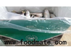 INDIAN MACKEREL