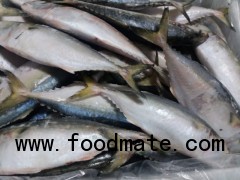 INDIAN MACKEREL