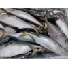 INDIAN MACKEREL