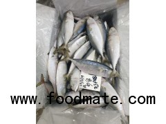 INDIAN MACKEREL SGH