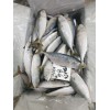 INDIAN MACKEREL SGH