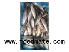 frozen mackerel price