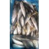 frozen mackerel price