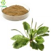 Plantain Herb Extract Powder Plantain Extract