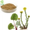 Coltsfoot Flower Extract