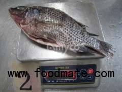 Tilapia Whole GS from China