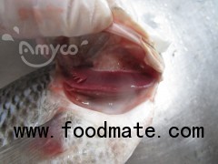 Tilapia Whole Gutted and Scaled from Tilapia producer/factory/plant in China
