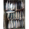 Pacific Mackerel Whole Round/HGT