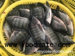Tilapia Whole WR from China