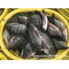 Tilapia Whole WR from China