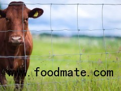 Field Fence - cattle fence - grassland fence -Kraal fence