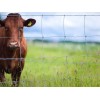 Field Fence - cattle fence - grassland fence -Kraal fence