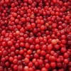 IQF Frozen Lingonberry