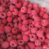 IQF Frozen Raspberry