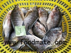 Frozen Tilapia GS