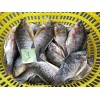 Frozen Tilapia GS