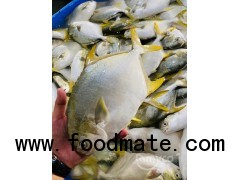 Frozen golden pomfret/pompano