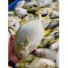 Frozen golden pomfret/pompano