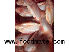 Frozen red Tilapia