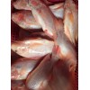 Frozen red Tilapia