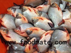 Frozen red pomfret/pacu