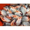 Frozen red pomfret/pacu