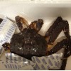 live king crab for sale