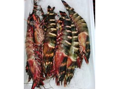 tiger prawns for sale