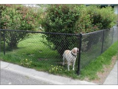 Chain Link Pet Mesh Panels For Dog Run Fencing And Dog Kennels