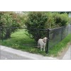Chain Link Pet Mesh Panels For Dog Run Fencing And Dog Kennels