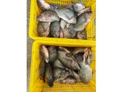 Tilapia WGS/Gutted and scaled 350-550