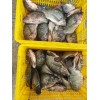 Tilapia WGS/Gutted and scaled 350-550