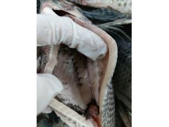 Tilapia GS/Gutted and scaled