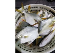 Golden Pomfret Golden Pompano,, Golden Pompano 300-400g/400-600g/500-600g/800