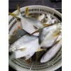 Golden Pomfret Golden Pompano,, Golden Pompano 300-400g/400-600g/500-600g/800