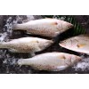 Fuyuantong Food Manufacturer--Supply Deep Sea Bass