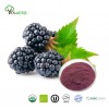 Mulberry Powder