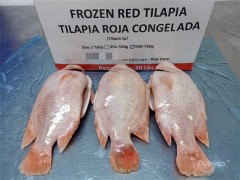 Frozen red tilapia GS