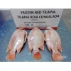 Frozen red tilapia GS